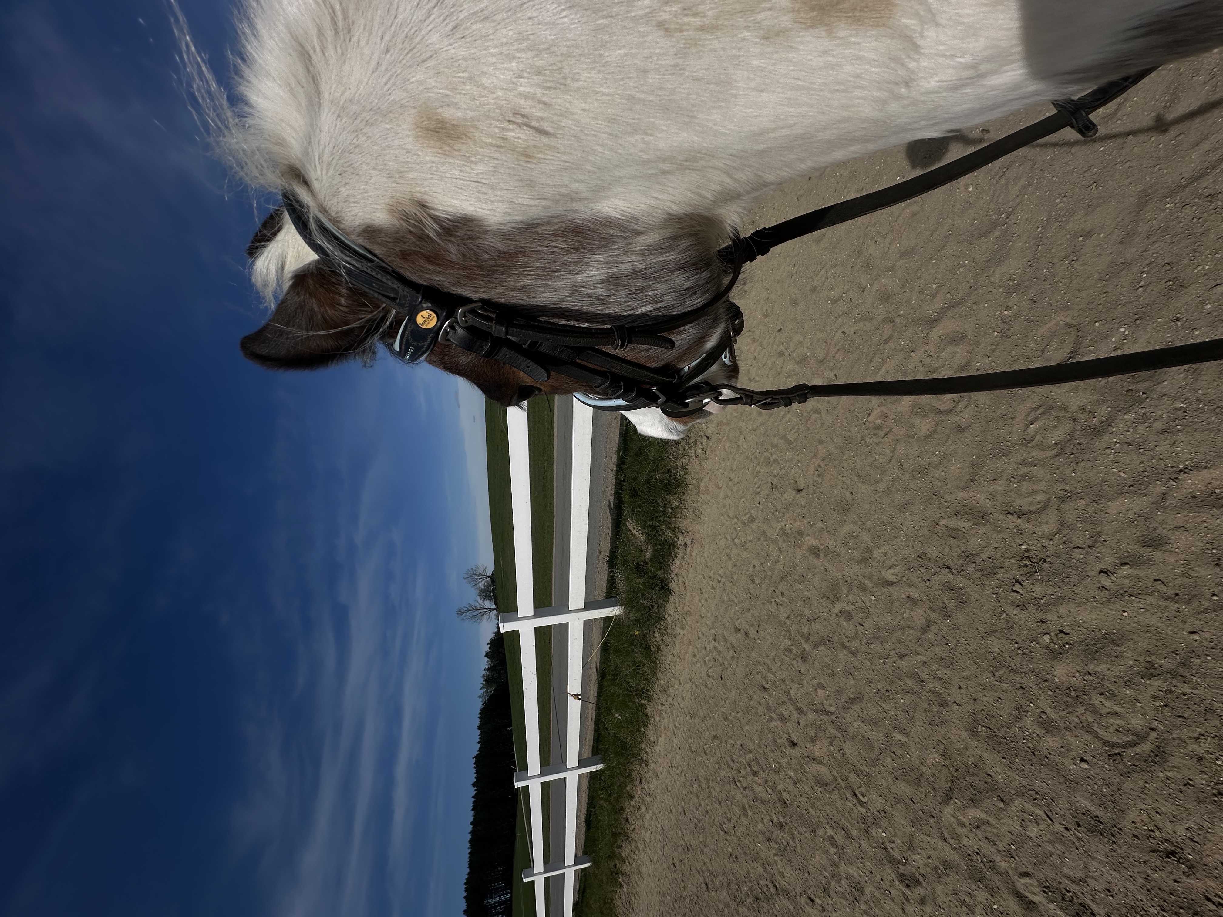 Reiten