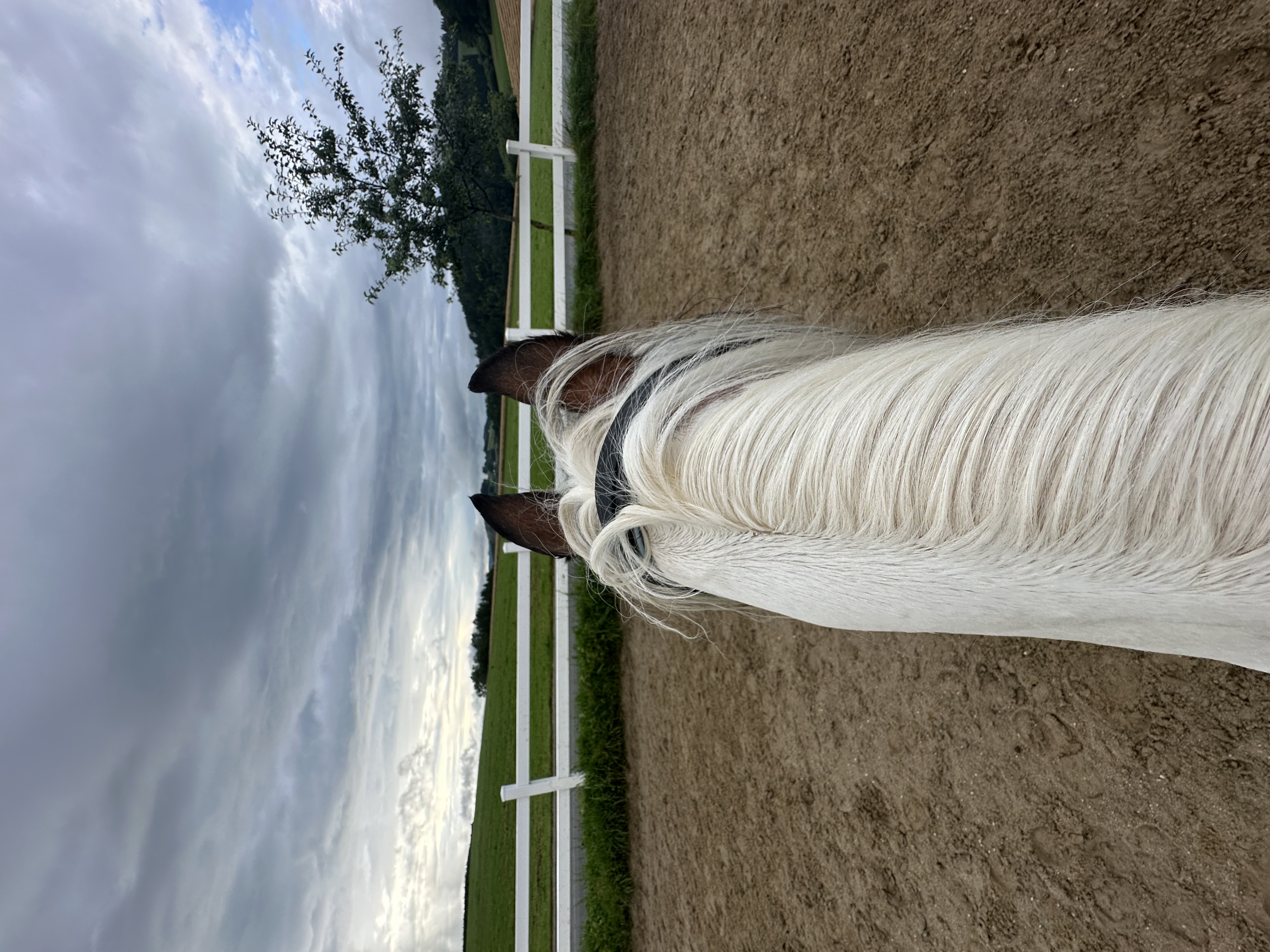 Reiten
