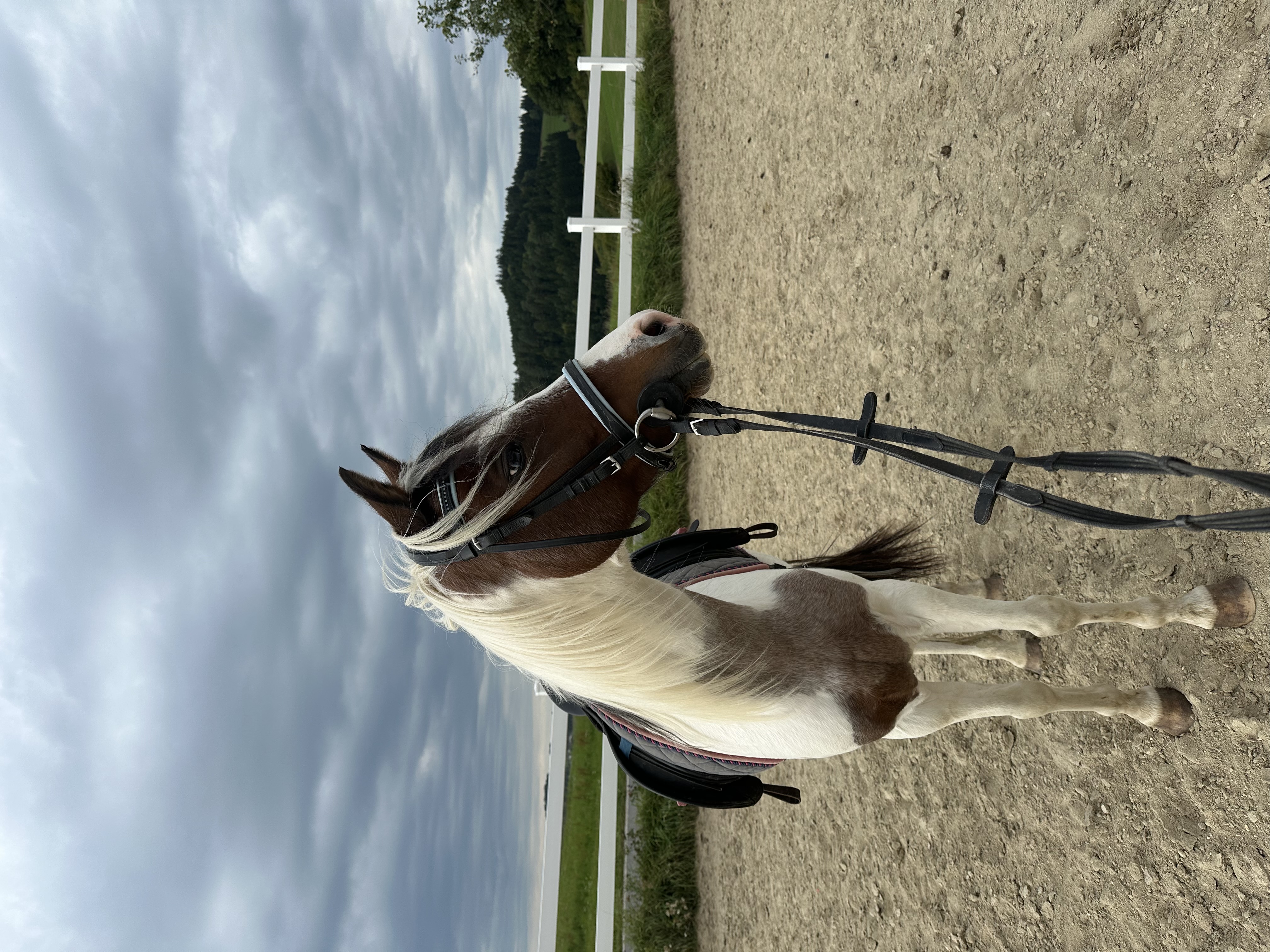 Reiten