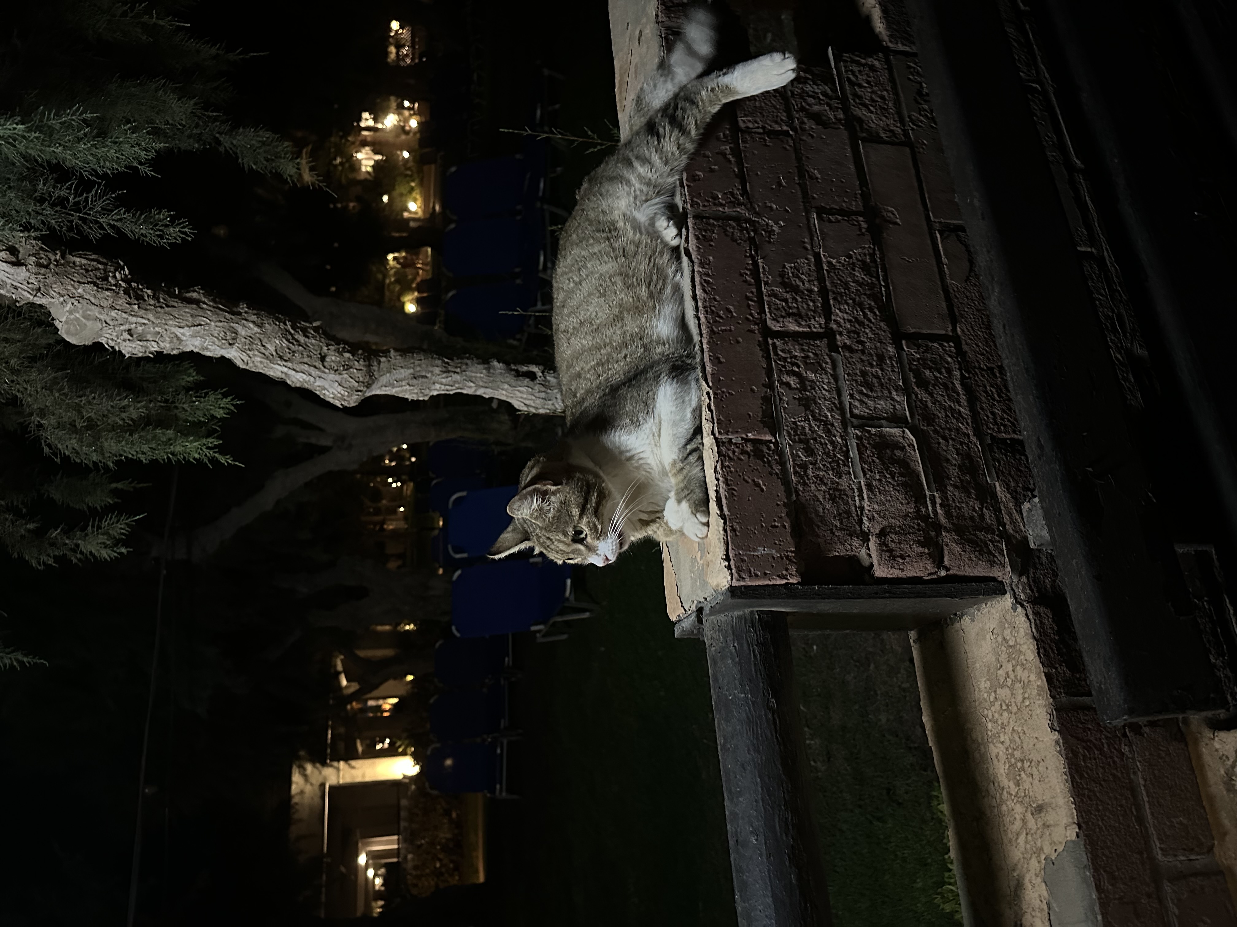 Katze