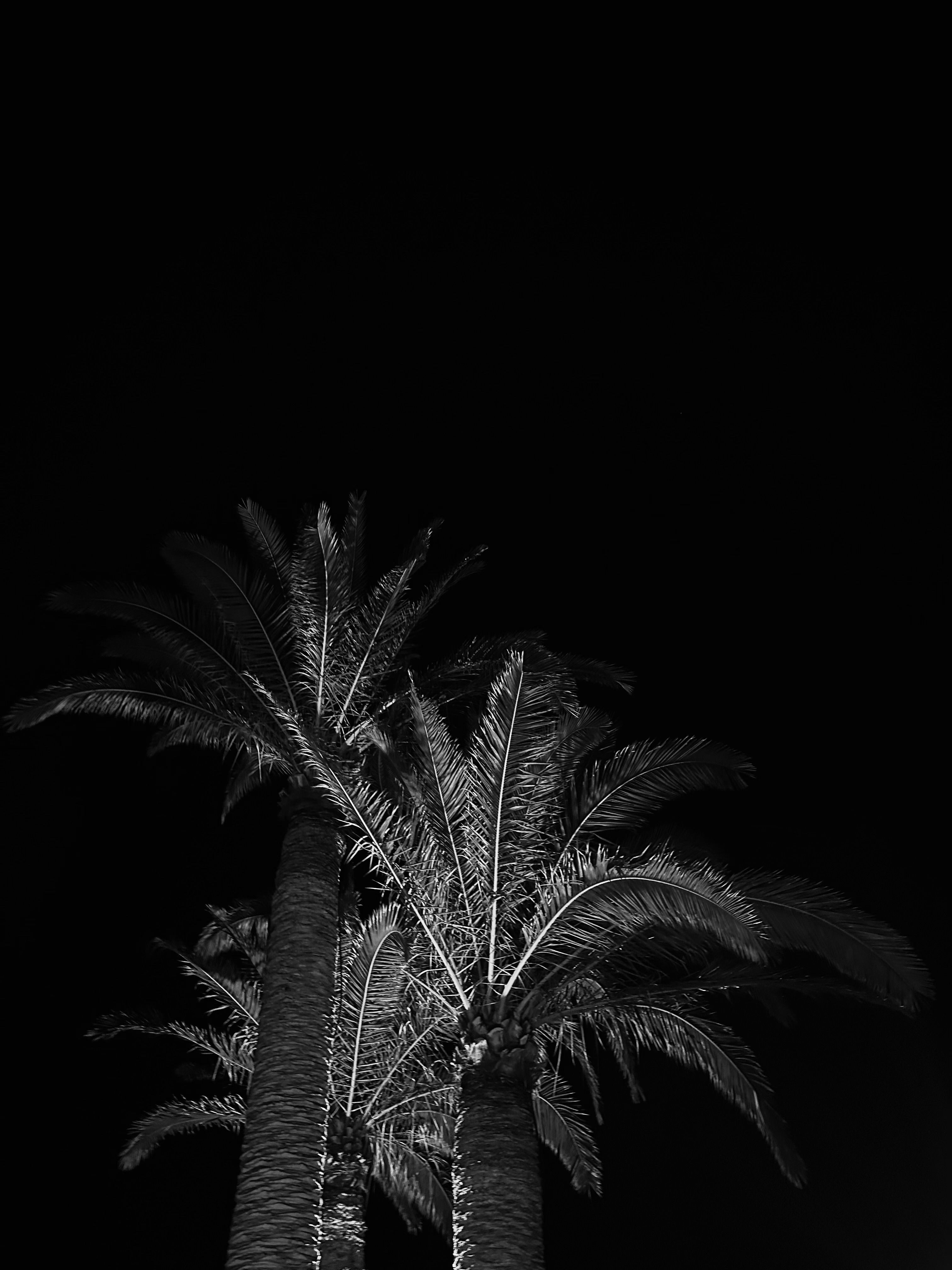Palmen