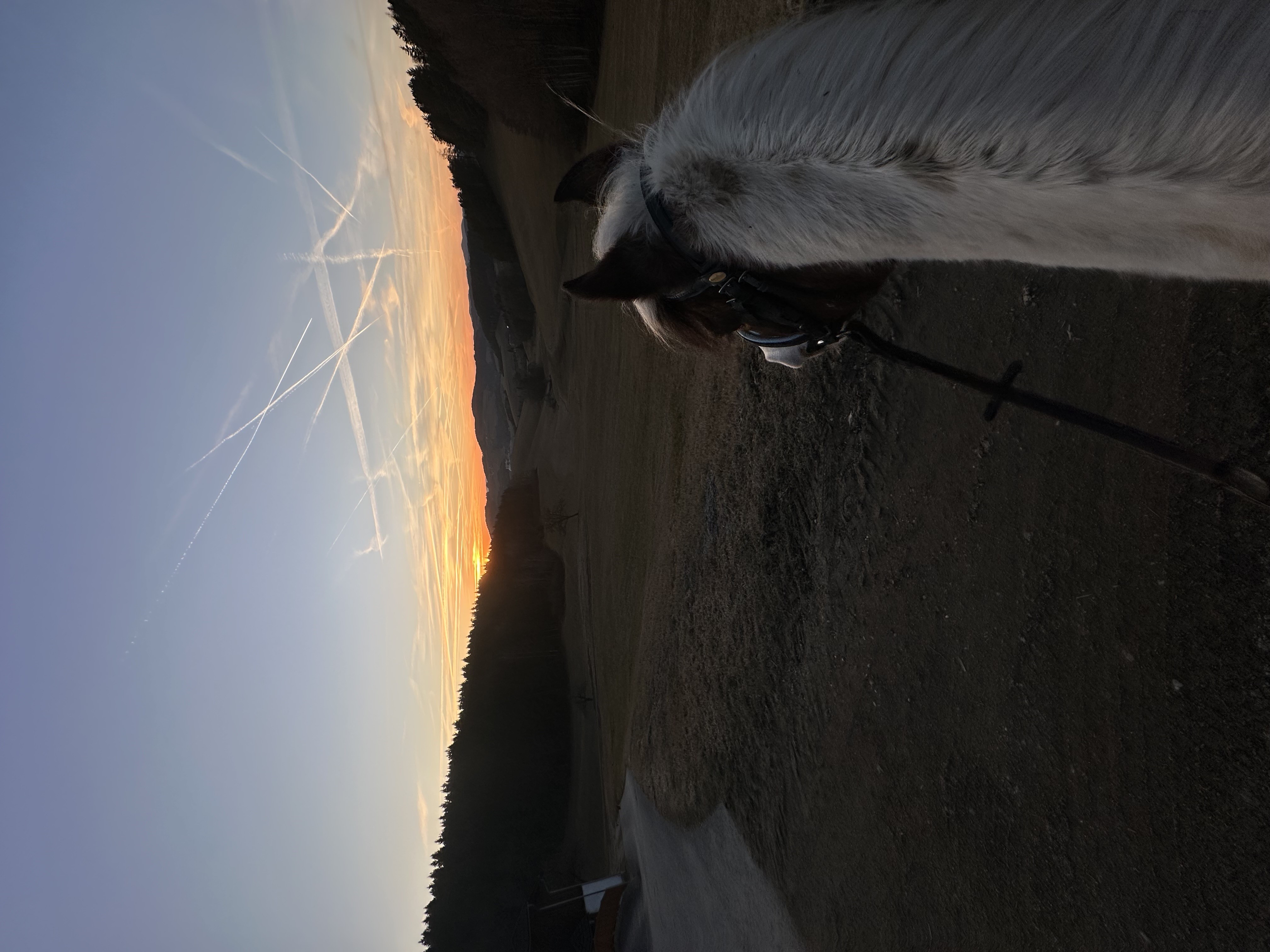 Pferd 2